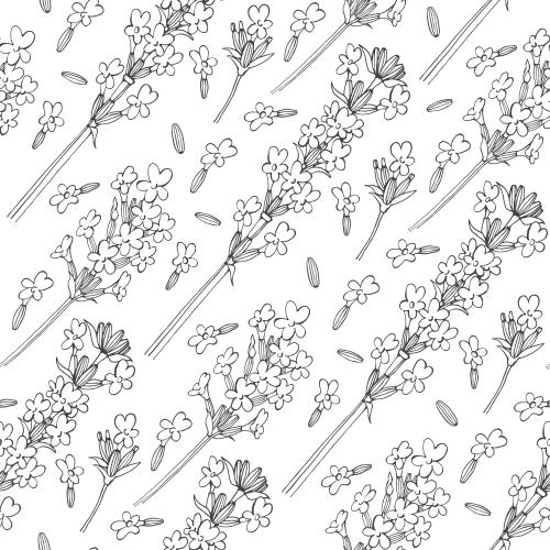 Lavender. Vector lavender, contours on white, diagonal composition