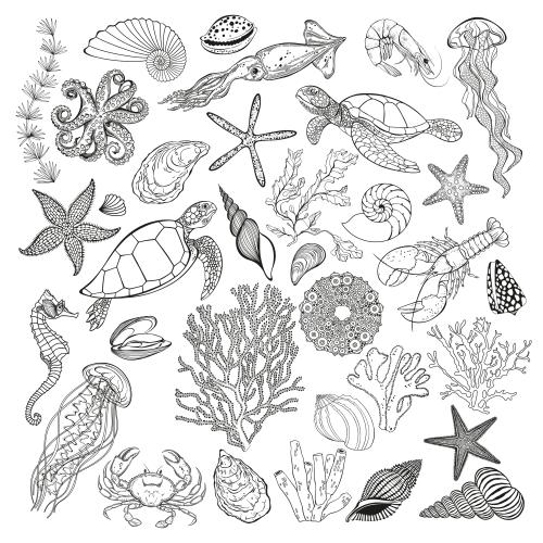 Turtle. Vector marine animals corals algae sea stars shells on white