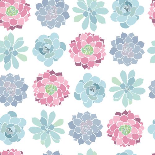 Succulent. Vector succulents on white