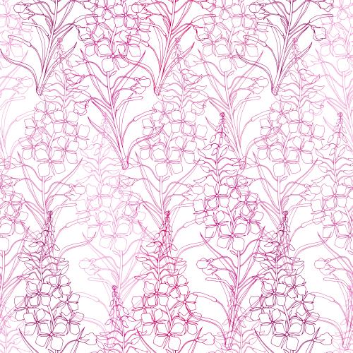 Fireweed. Vector mallow ivan-tea outlines of flowers with pink tones on white