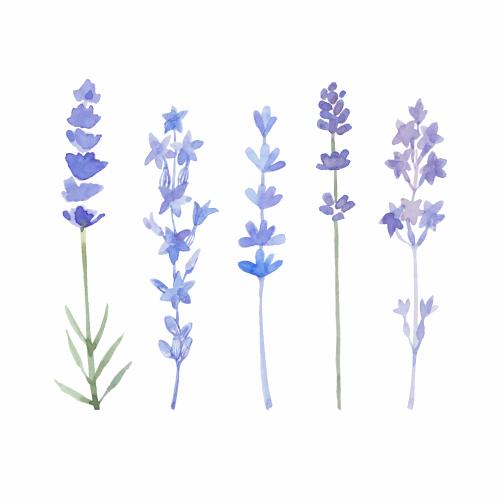 Lavender. Vector lavender on white five different options