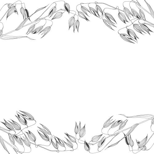 Oats. Vector oats ears and space for text on white