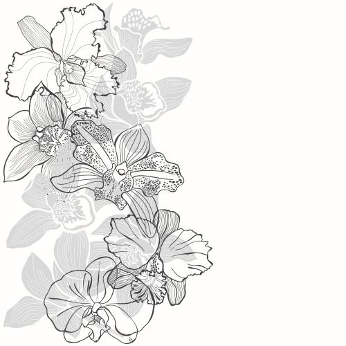 Illustration orchids, contours and silhouettes, space for text on white