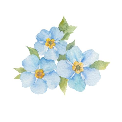 Forget-me-not. Vector watercolor forget-me-nots on white