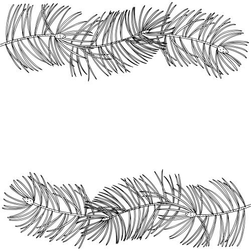 Pine. Vector coniferous branches text area on white