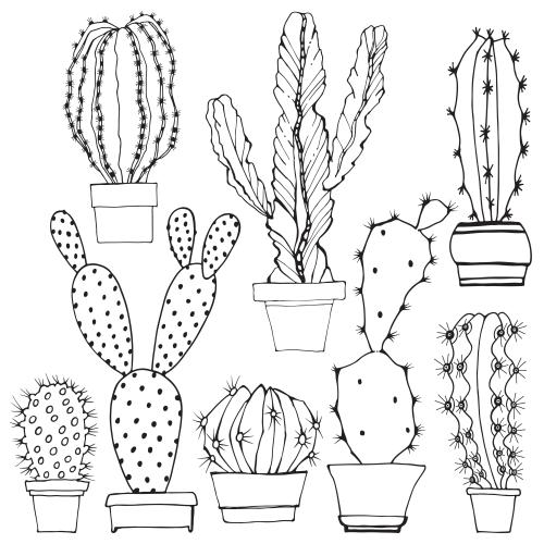 Cactus. Vector cactus in pots, black contours on white