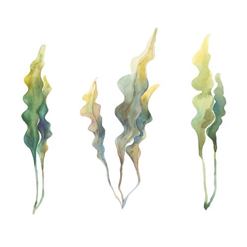 Raster image watercolor seaweed variations on white