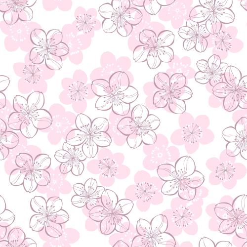 Sakura. Vector cherry blossom, colored outlines and silhouettes on white