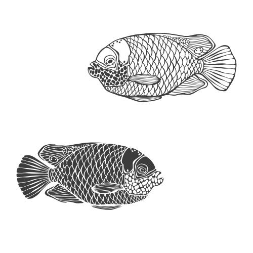 Vector image tropical fish, outline and silhouette on white