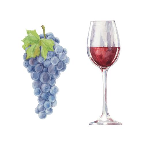 Berry. Vector grape cluster and glass of red wine on white