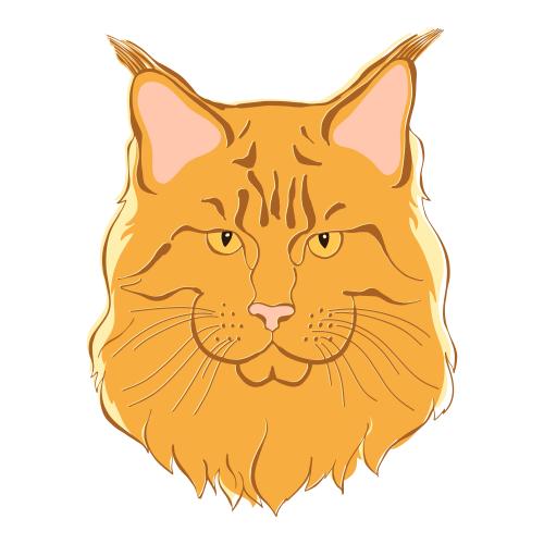 Cat. Vector maine coon, colorful silhouette of a face on white