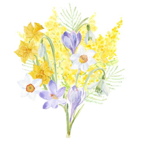 Snowdrop. Vector bouquet of spring flowers: mimosa, crocuses, daffodils, snowdrops on white
