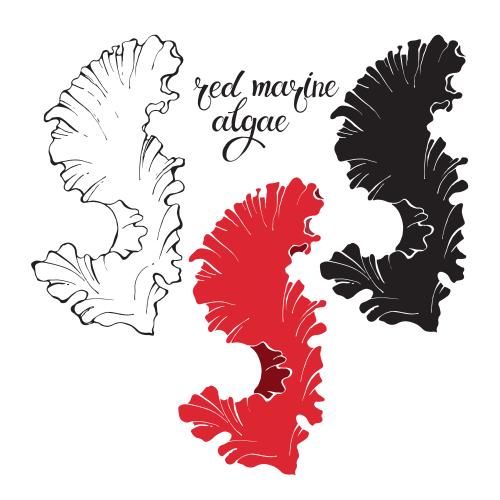 Illustration red marine algae, three options on white
