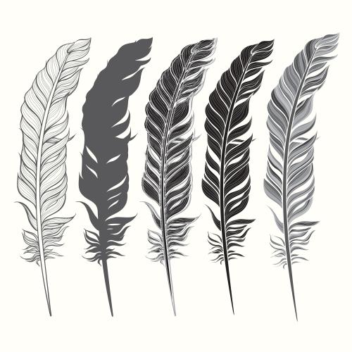 Feather. Vector feathers silhouettes and contours five isolated variants on white