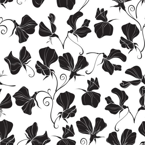 Sweet pea. Vector sweet pea silhouettes on white
