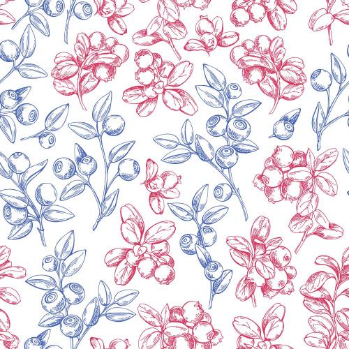 Bilberry. Vector blueberry and cranberry twigs blue and red outlines on white