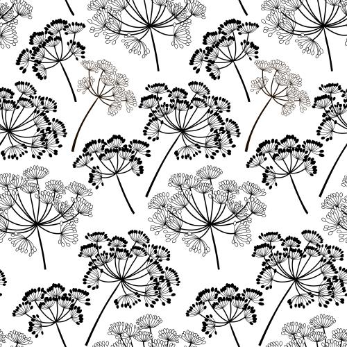 Dill. Vector flower umbrellas contours and silhouettes on white
