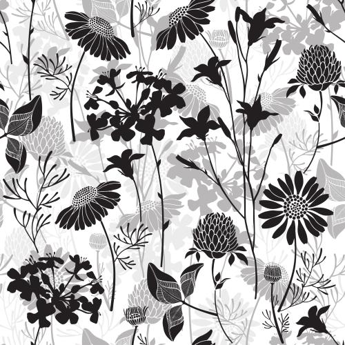 Chamomile. Vector black and gray silhouettes of field flowers on white