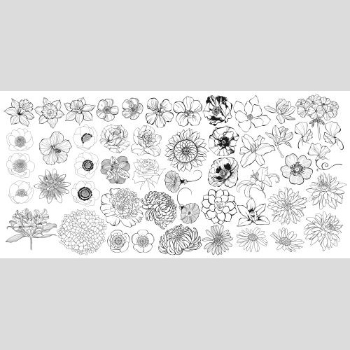 Rose. Vector collection of flowers on white