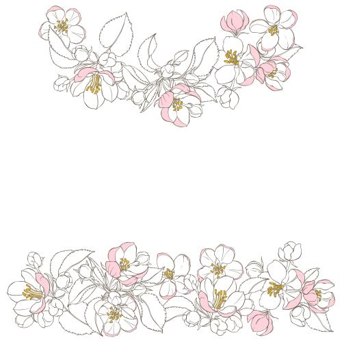 Vector image apple blossoms space for text on white