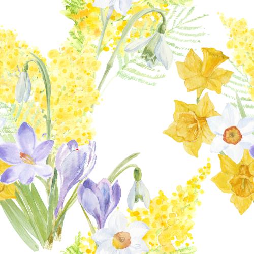 Raster image mimosa crocuses daffodils snowdrops watercolor flowers on white