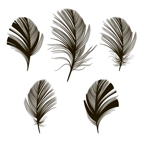 Vector image feathers, five different options on white
