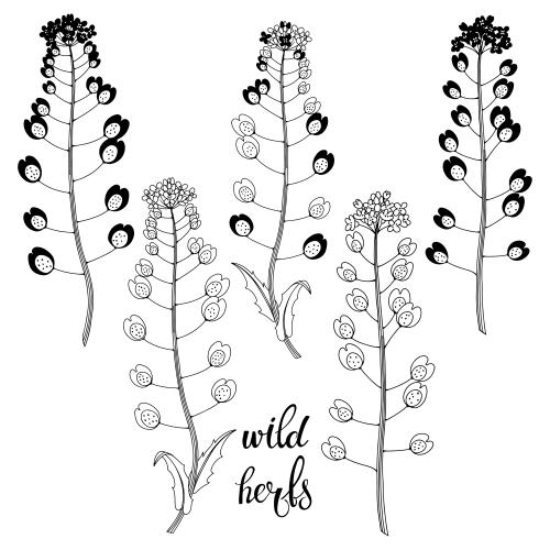 Illustration silhouettes and contours of meadow flowers on white