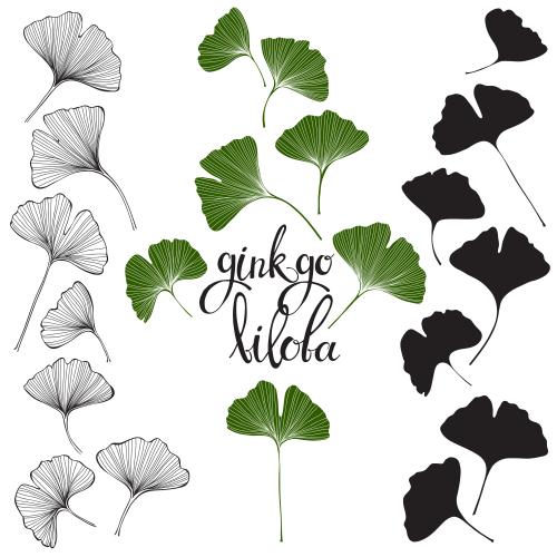 Ginkgo biloba. Vector ginkgo biloba contours and silhouettes of leaves on white