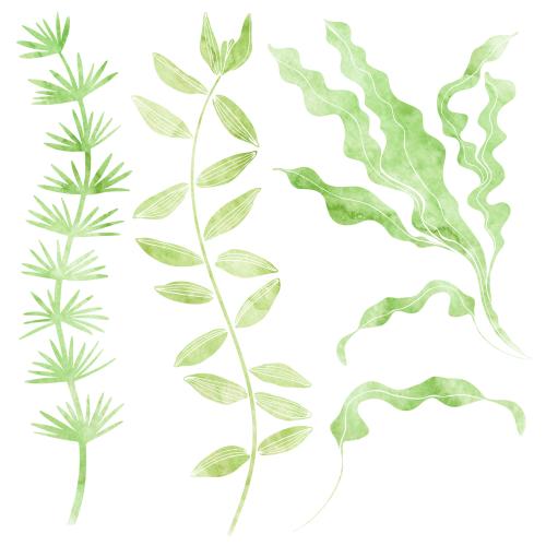 Raster image watercolor marine algae options on white