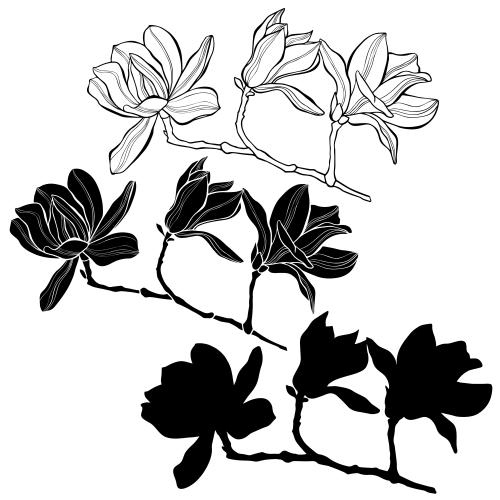 Magnolia. Vector magnolias on white, three isolated variants