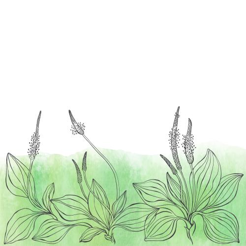 Plantain. Vector plantain, green watercolor fragment, space for text on white