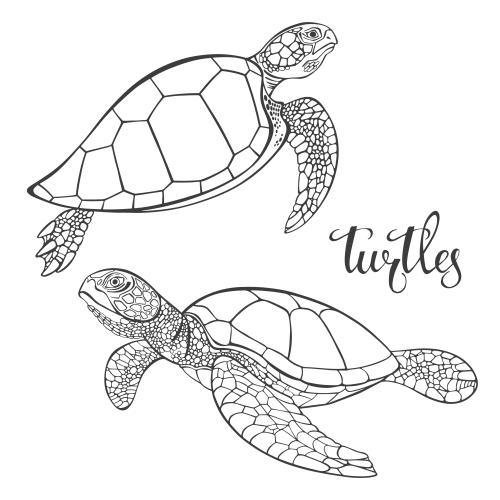 Turtle. Vector two turtles, contours on white