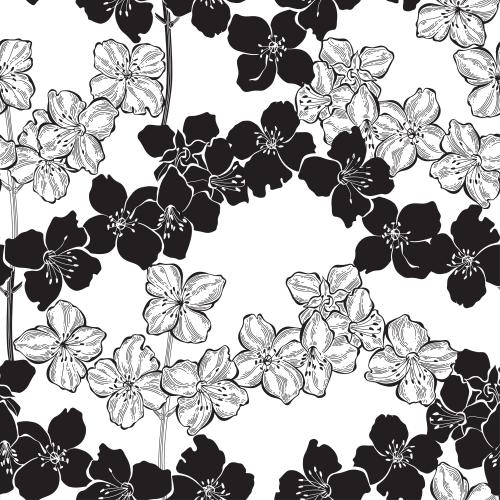 Jasmine. Vector jasmine flowers silhouettes and contours on white