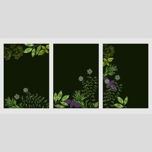 Vector image three postcards with aromatic culinary herbs on black