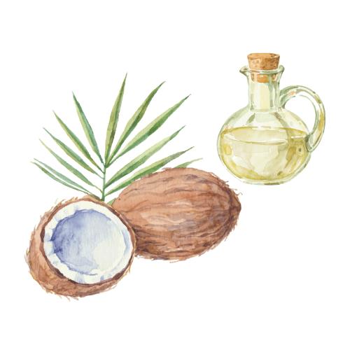 Coconut. Vector coconut leaf and coconut oil in a bottle on white