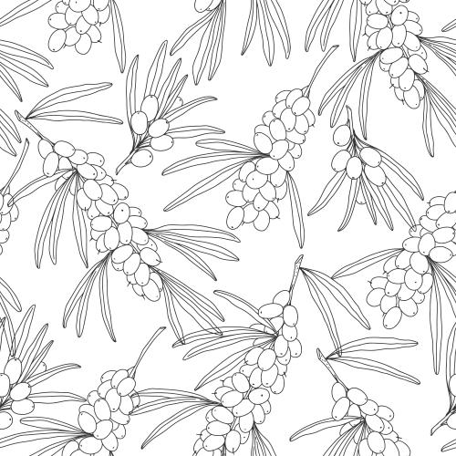 Sea buckthorn. Vector sea buckthorn branches with berries black outlines on white