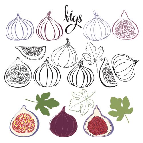 Fig. Vector fig fruits and leaves on white various options