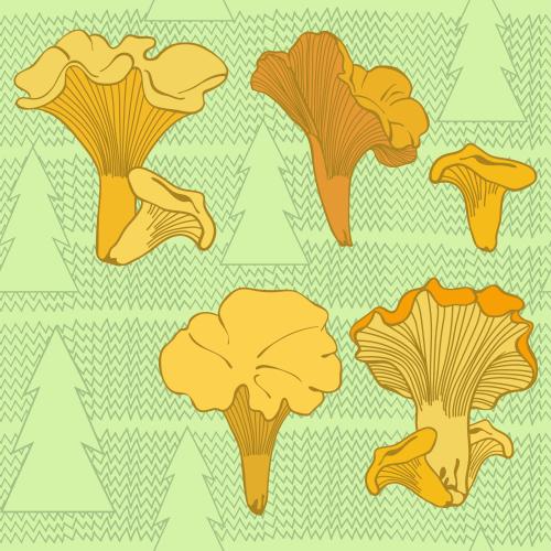 Grass. Vector chanterelles mushrooms, pine trees on grass