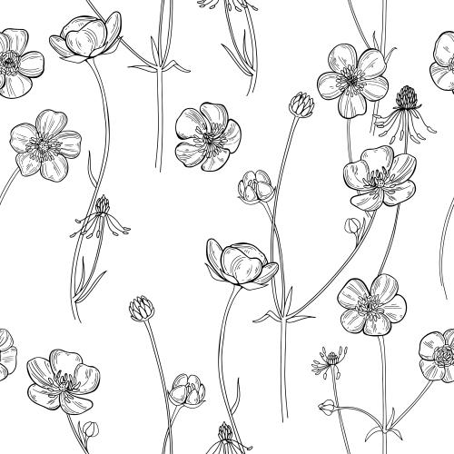 Buttercup. Vector lilies contours on white