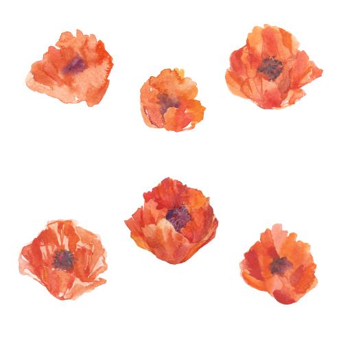 Raster image watercolor poppy flowers