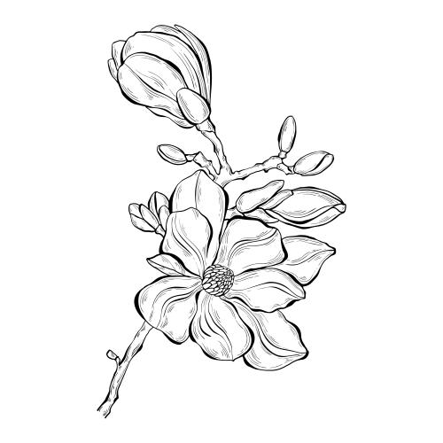 Bud. Vector magnolia on white