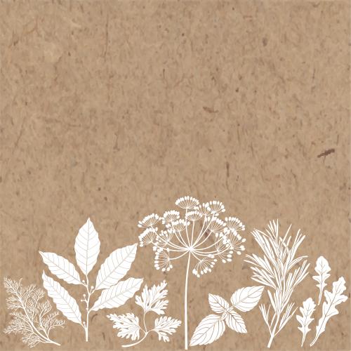 Basil. Vector culinary herbs, place for text on craft
