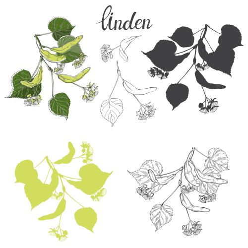Linden. Vector linden branch with flowers, white options