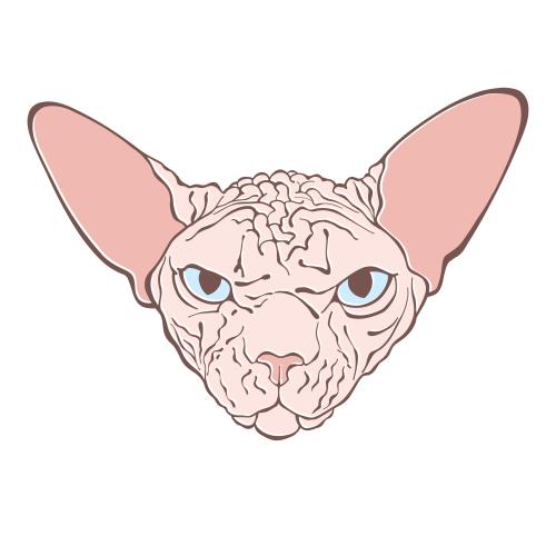 Canadian sphinx. Vector canadian sphynx cat, colored face on white