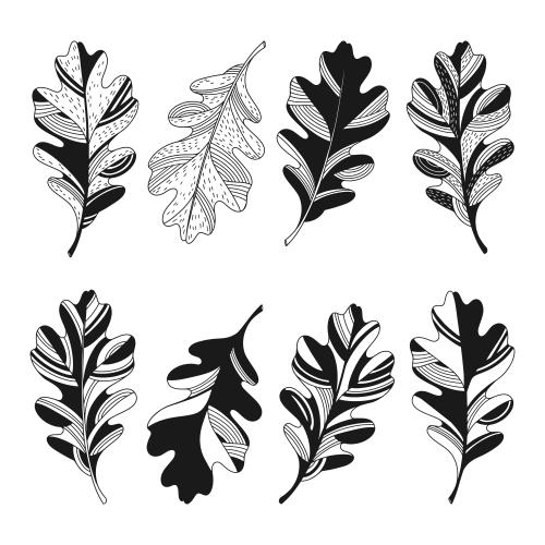 Oak leaf. Vector decorative oak leaves on white