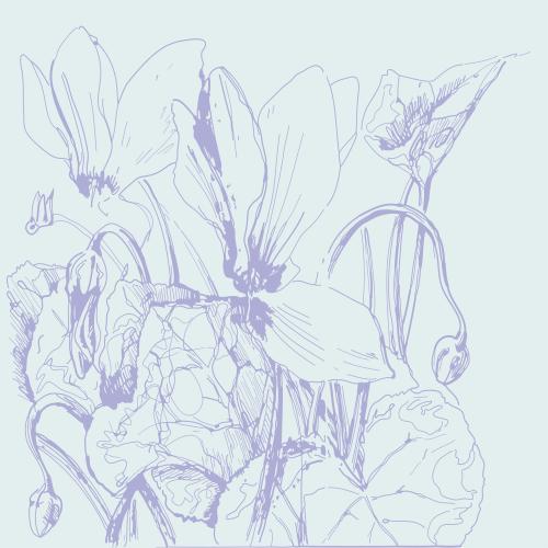 Cyclamen. Vector purple blooming cyclamen on blue, sketch