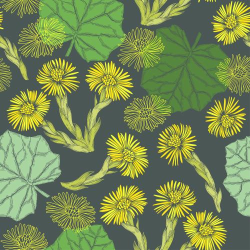 Coltsfoot. Vector flowers and leaves of arnica, colorful silhouettes on dark gray