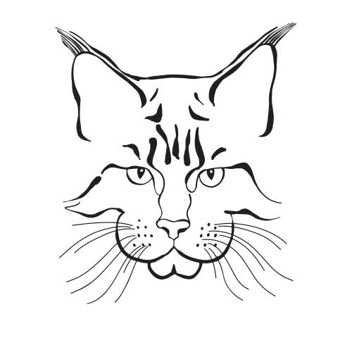 Maine coon. Vector maine coon cat face on white