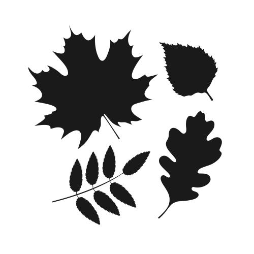 Maple leaf. Vector leaves of maple, oak, rowan, and birch, silhouettes on white