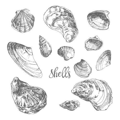 Illustration shells on white, sketch
